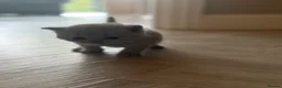 British Shorthair cats for sale: British shorthair boys and one girl cream/lilac  - Advert 9