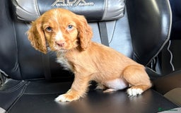 Cocker Spaniel dogs for sale: READY NOW MALE KC RED WORKING COCKER SPANIELS - Image 1