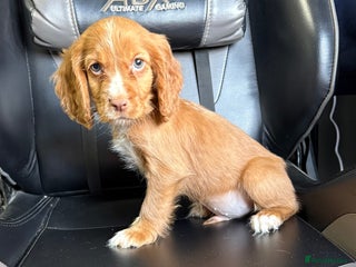 Cocker Spaniel dogs - Advert 4