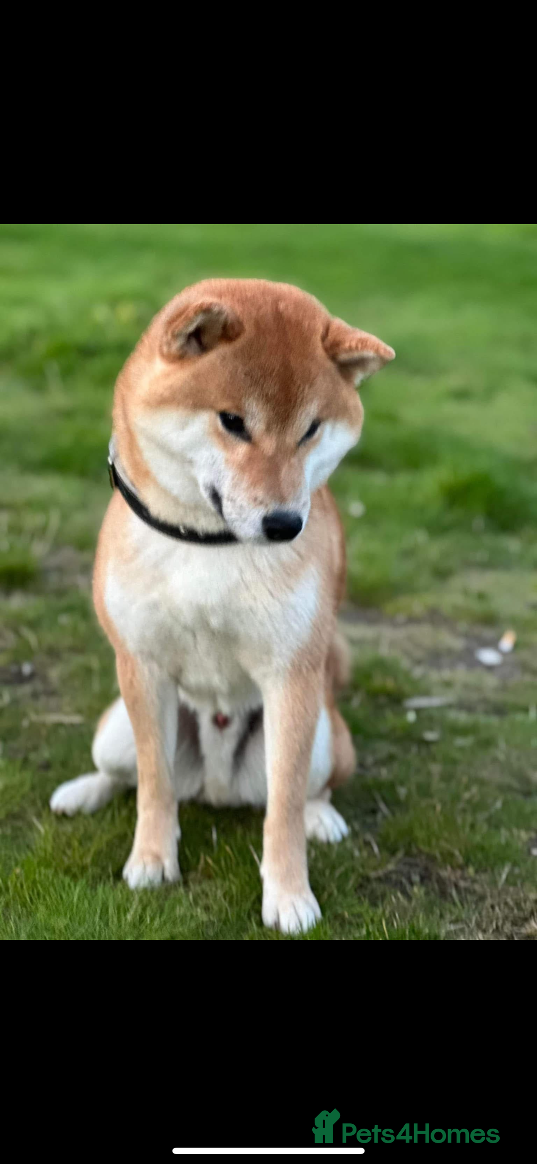 Japanese Shiba Inu dogs for sale: Gorgeous, KC-Registered Shiba Inu Puppies - Image 11