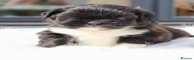Lhasa Apso 3