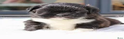 Lhasa Apso dogs for sale: Kc Registered show quality Lhasa Apso pups  - Advert 2