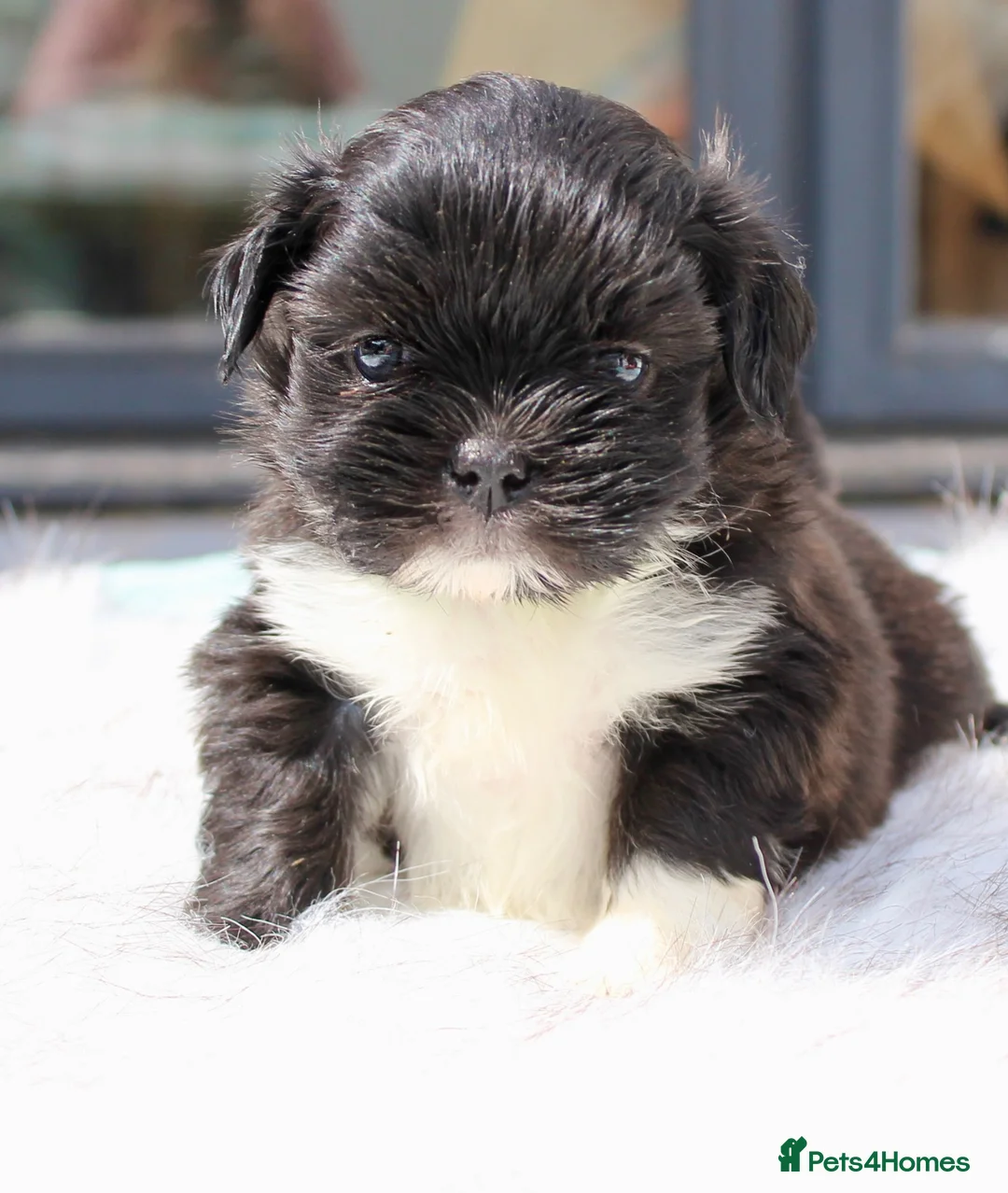 Lhasa Apso dogs for sale: Kc Registered show quality Lhasa Apso pups  - Advert 2