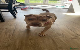 Mixed Breed dogs for sale: Dog to good home  - Image 1