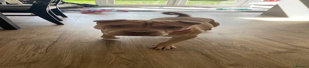 Mixed Breed Puppy 1