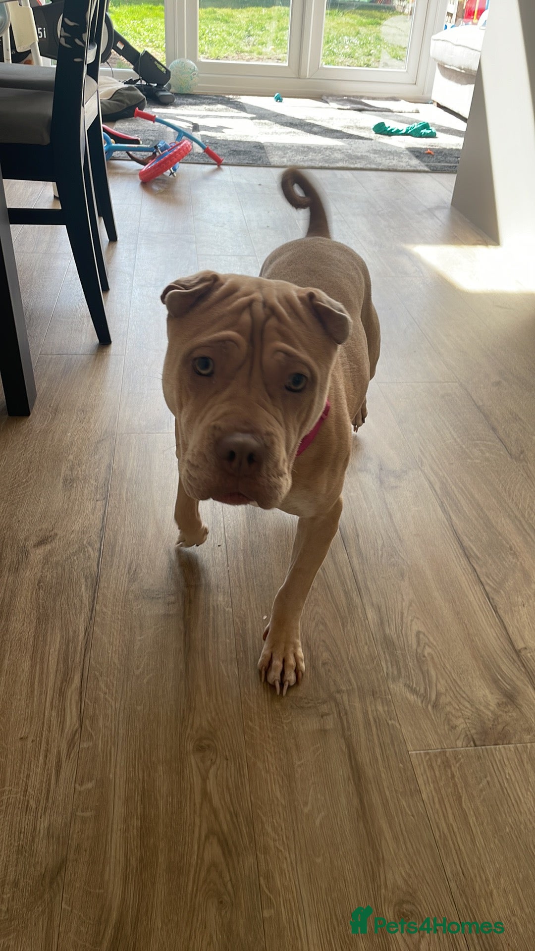 Mixed Breed dogs for sale: Dog to good home  - Image 1