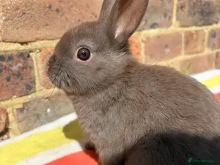 Netherland Dwarf rabbits Sweet chocolate & Blue Netherland Dwarf bunnies - Advert 8