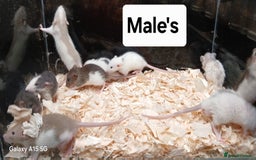 Rat rodents for sale: Baby Dumbo Rat's Males & Females - Image 4