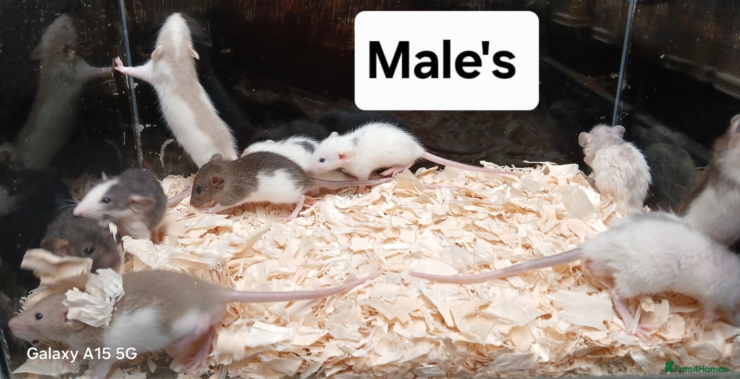 Rat rodents for sale: Baby Dumbo Rat's Males & Females - Image 4