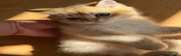 British Shorthair cats for sale: Gorgeous Golden & white British shorthair kitten - Advert 21