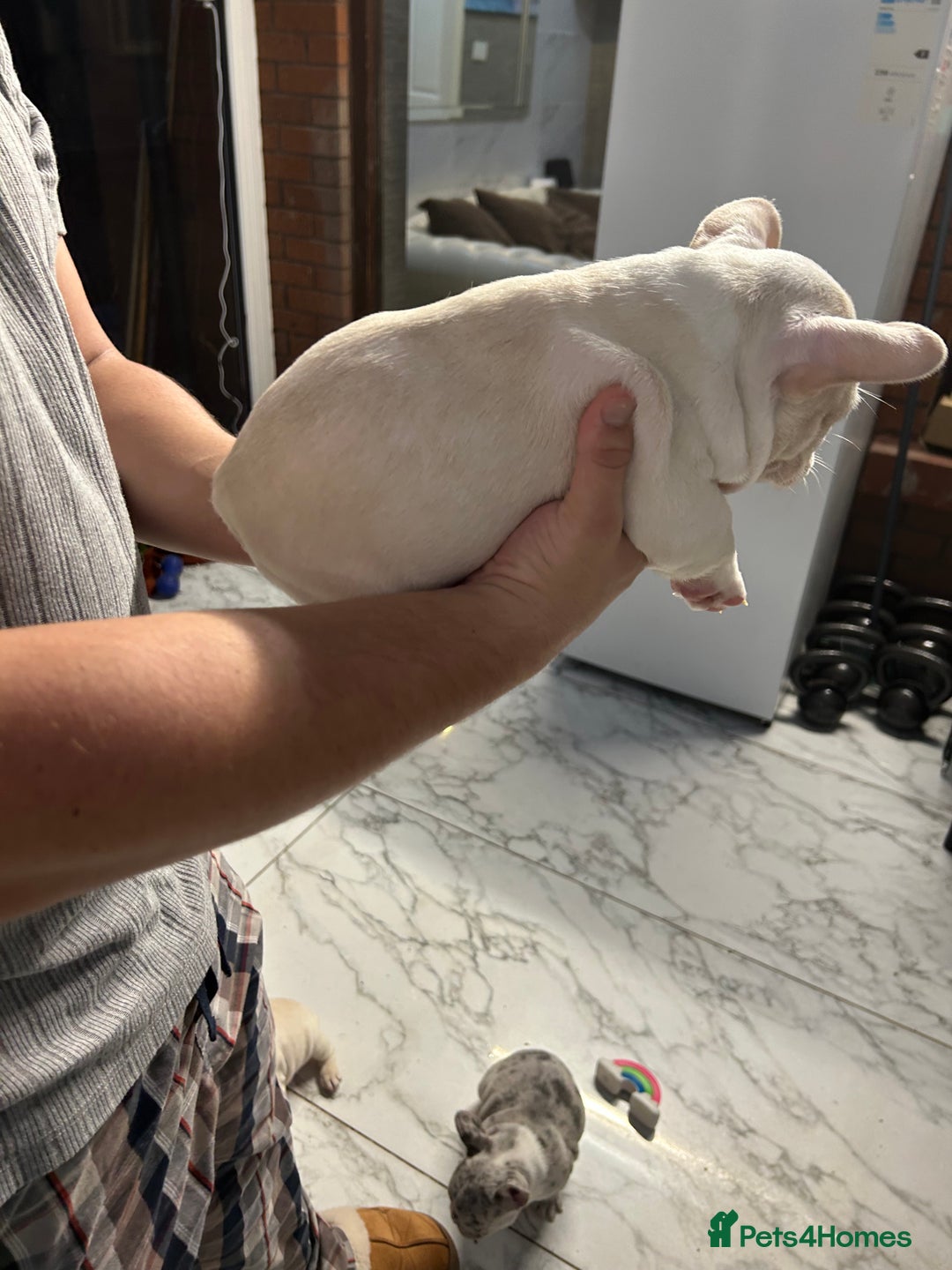 French Bulldog dogs for sale: 3 Extremely beautiful French bull terriers kc reg  - Advert 23