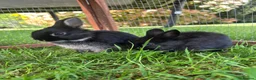 Netherland Dwarf rabbits for sale: 2 female purebred Netherland dwarf rabbits  - Advert 5