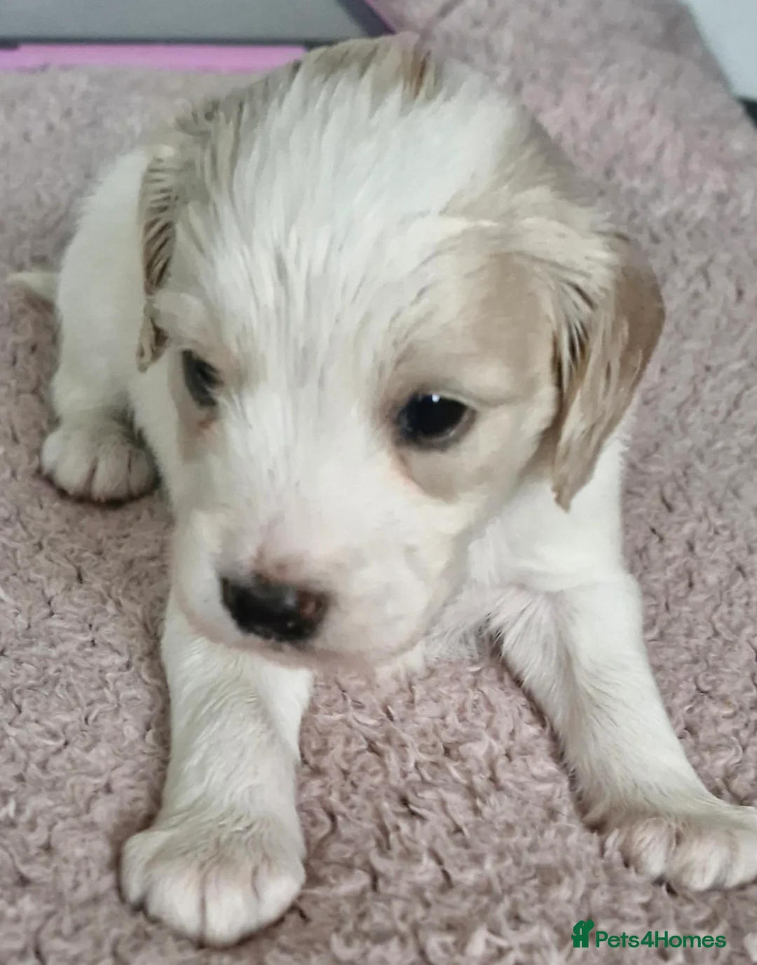 Mixed Breed dogs for sale: Stunning cavapoo x cockapoo litter just born! - Advert 9