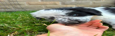 Border Collie 1