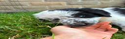 Border Collie dogs for sale: Quality fram reared border collies  - Advert 8