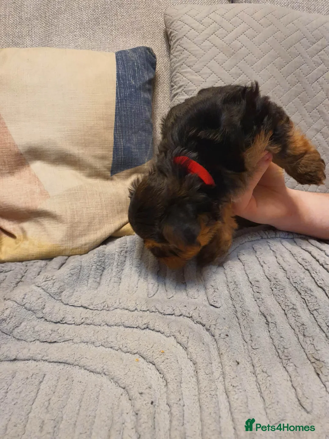 Yorkshire Terrier dogs for sale: 4 Yorkshire Terrier Puppies - Advert 4