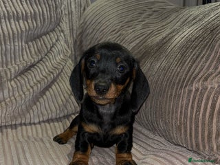 Miniature Dachshund dogs Last remaining girl still available - Advert 16