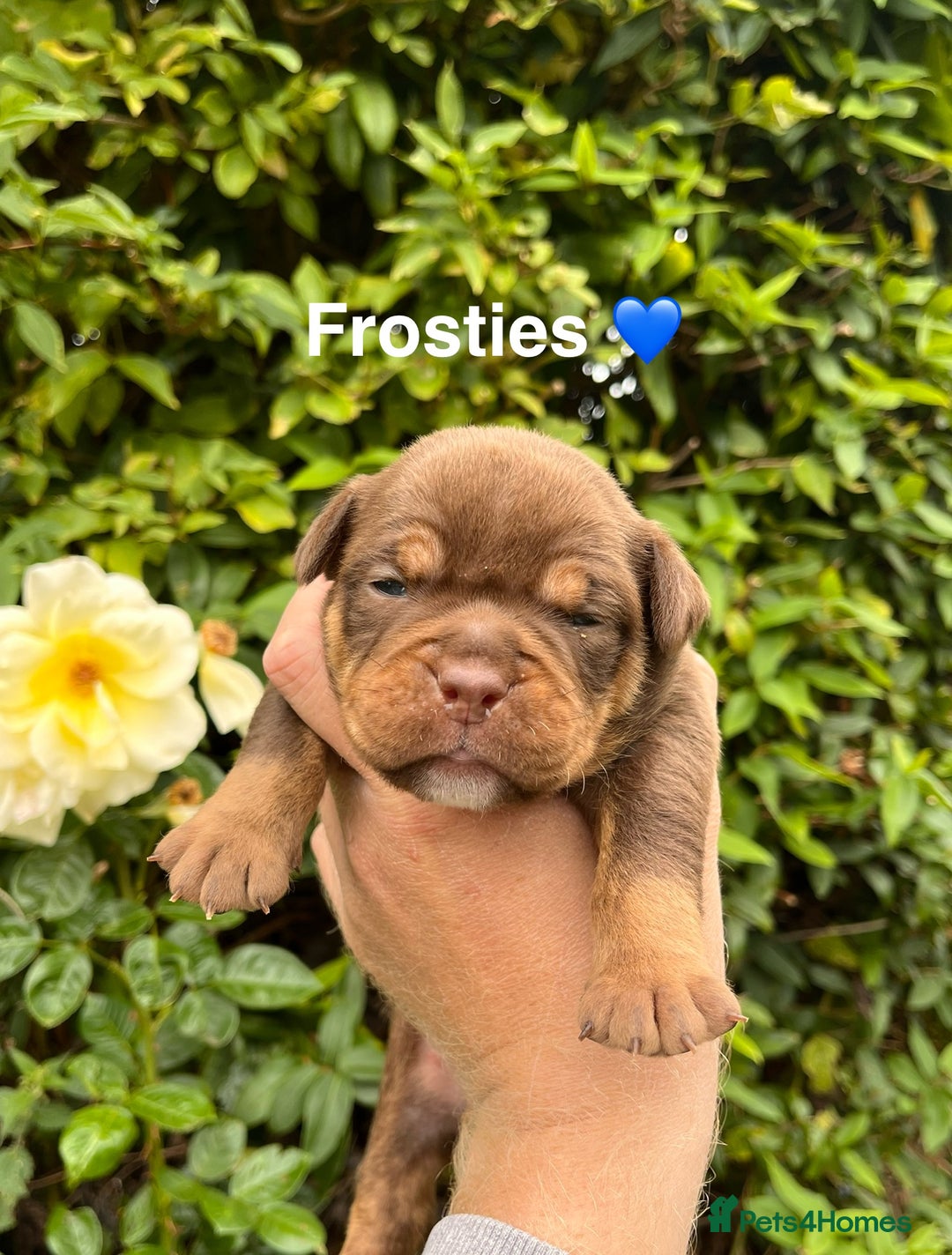 Olde English Bulldogge dogs for sale: RAINBOW OLD ENGLISH LITTER !!! - Image 18