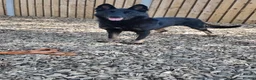 German Shepherd dogs for sale: German Shepard  in Chesterfield - Advert 4