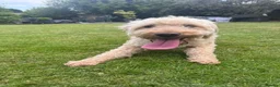 Mini Goldendoodle dogs for sale: Miniature Golden Doodle - Advert 3