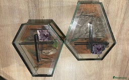 Scorpions invertebrates for sale: Golden desert scorpions in Lingfield - Image 2