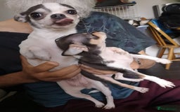 Chihuahua dogs for sale: Gorgeous tiny chibuahuas - Image 2