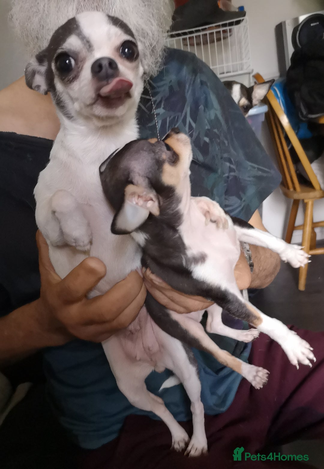 Chihuahua dogs for sale: Gorgeous tiny chibuahuas - Image 2