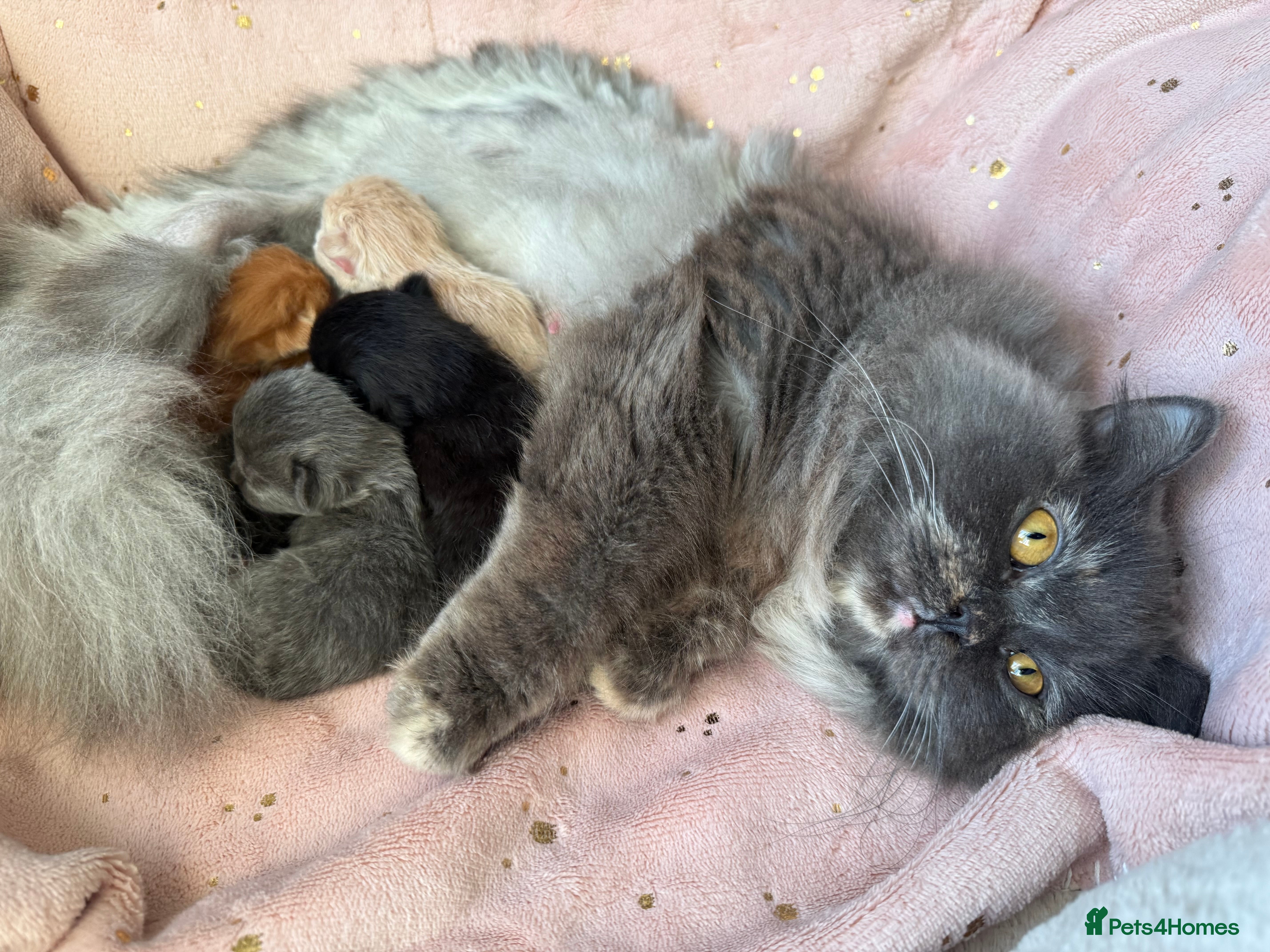 Mixed Breed cats Maine coon/Scottish fold /point  - Advert 2