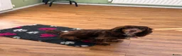 Cocker Spaniel dogs for sale: Liver (Chocolate) Working Cocker Spaniel Puppies  - Advert 12