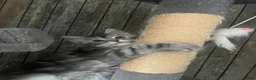 Maine Coon cats for sale: Last Maine coon girl left ready to leave 🩷 - Advert 9