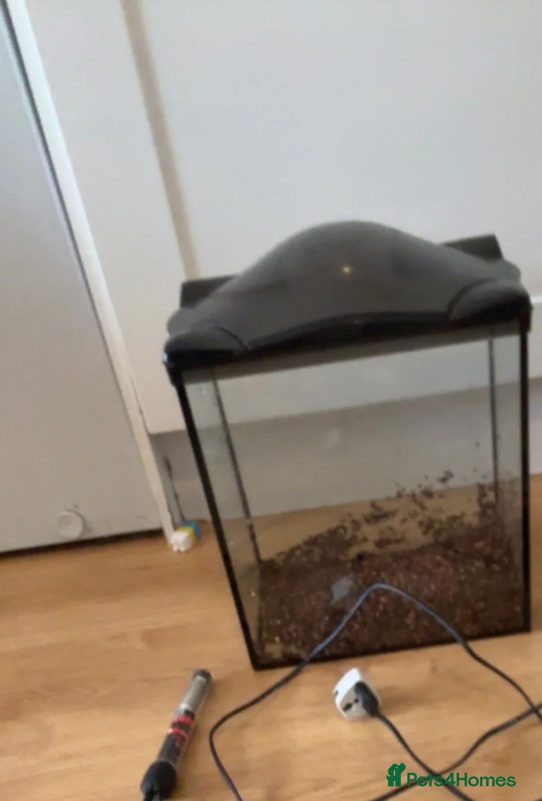 Other/Mixed Breed fish for sale: African dwarf frogs x 5 - Advert 3