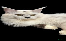 Maine Coon cats for sale: Gorgeous Registered Maine Coon Kittens  - Image 14