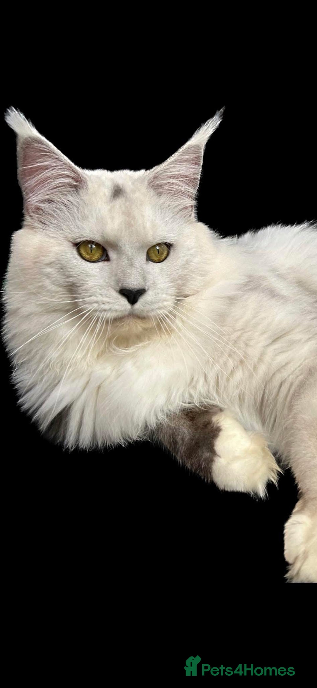 Maine Coon cats for sale: Gorgeous Registered Maine Coon Kittens  - Image 14
