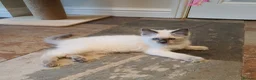 Ragdoll cats for sale: 💕Beautiful GCCF Registered Ragdoll Kittens. - Advert 17