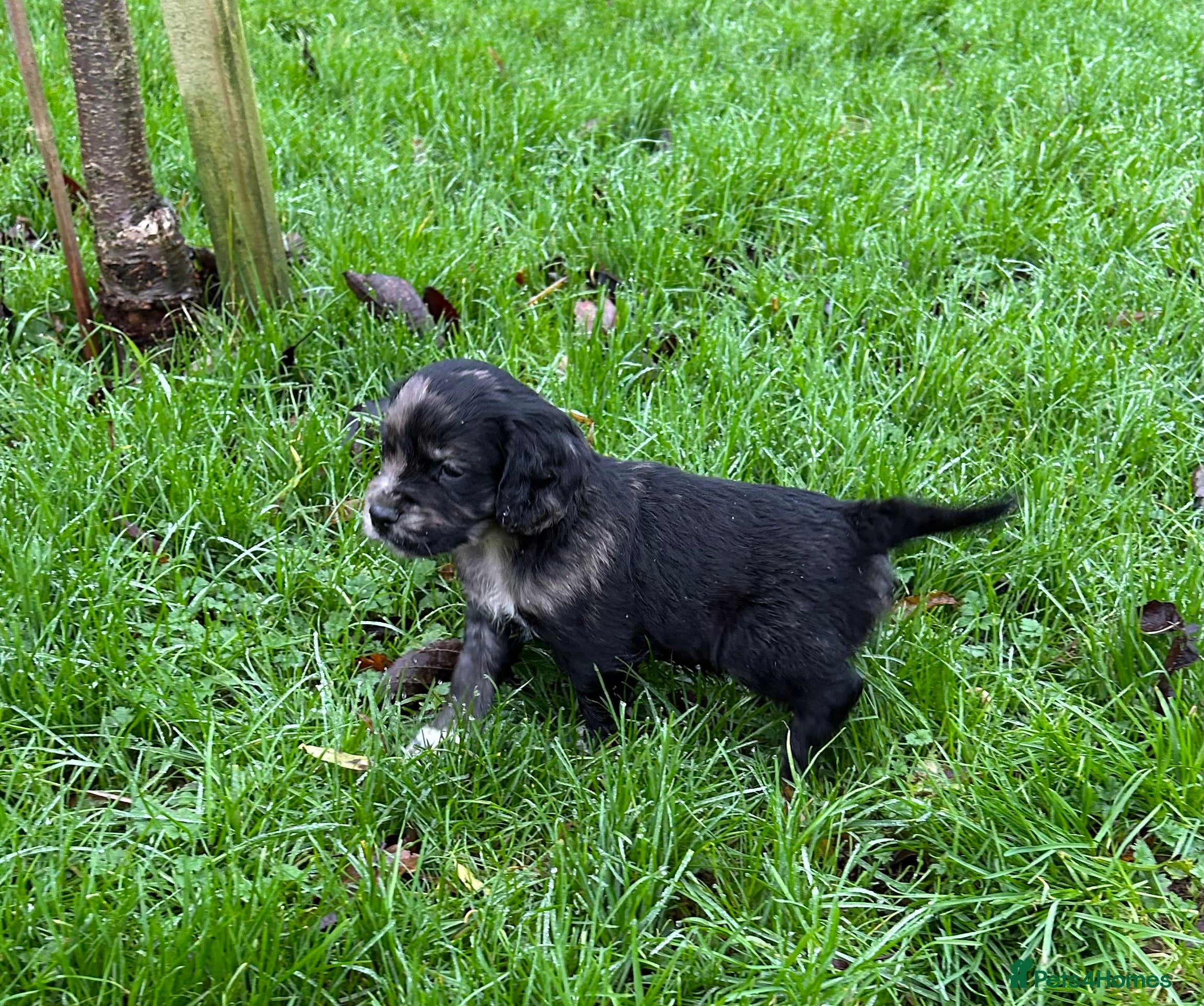 Cocker Spaniel dogs STUNNING WORKING COCKER SPANIEL PUPS - Advert 11