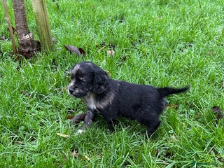 Cocker Spaniel dogs STUNNING WORKING COCKER SPANIEL PUPS - Advert 11