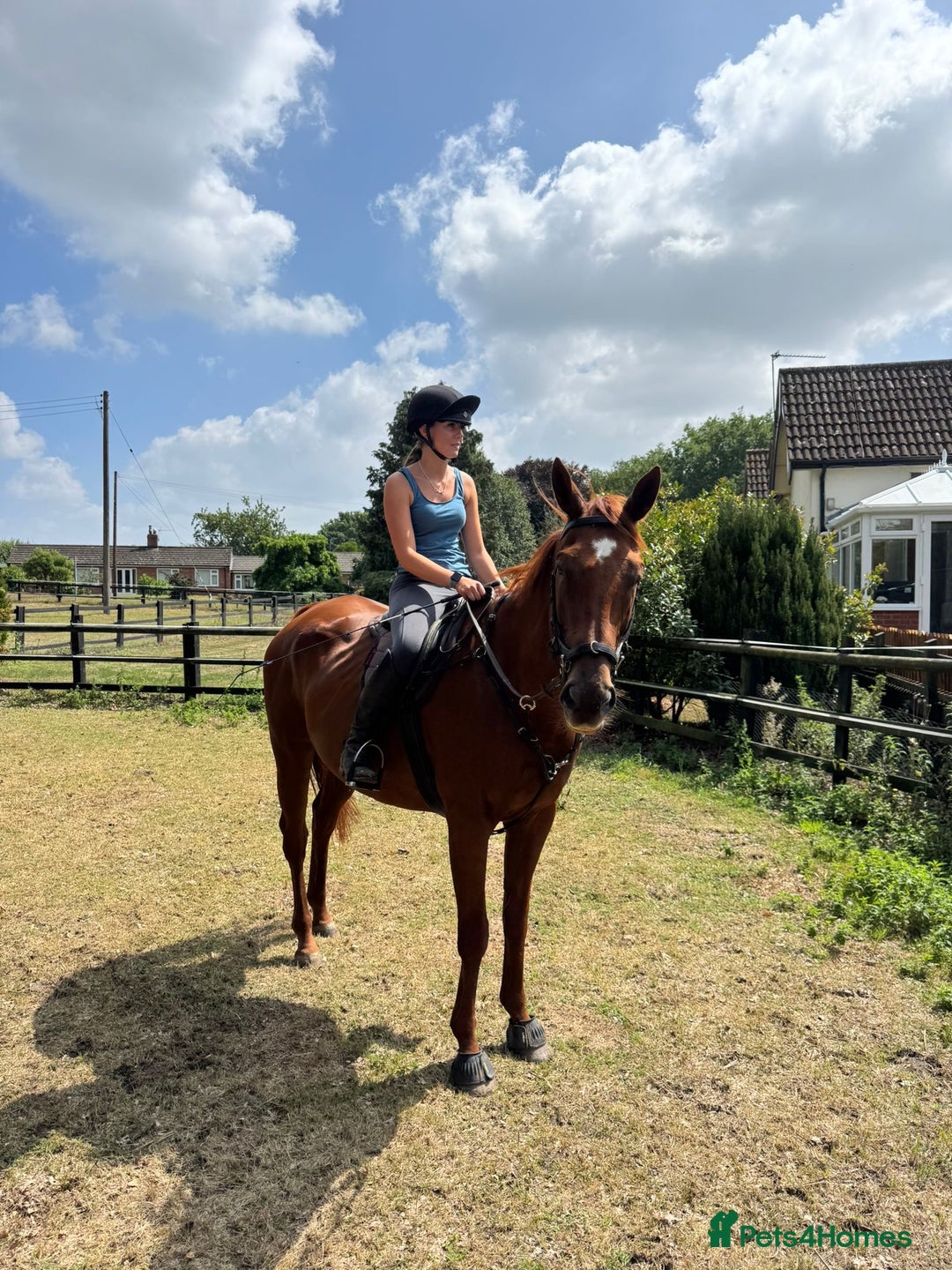 English Thoroughbred horses for sale: Five winds bunny b  - Image 11