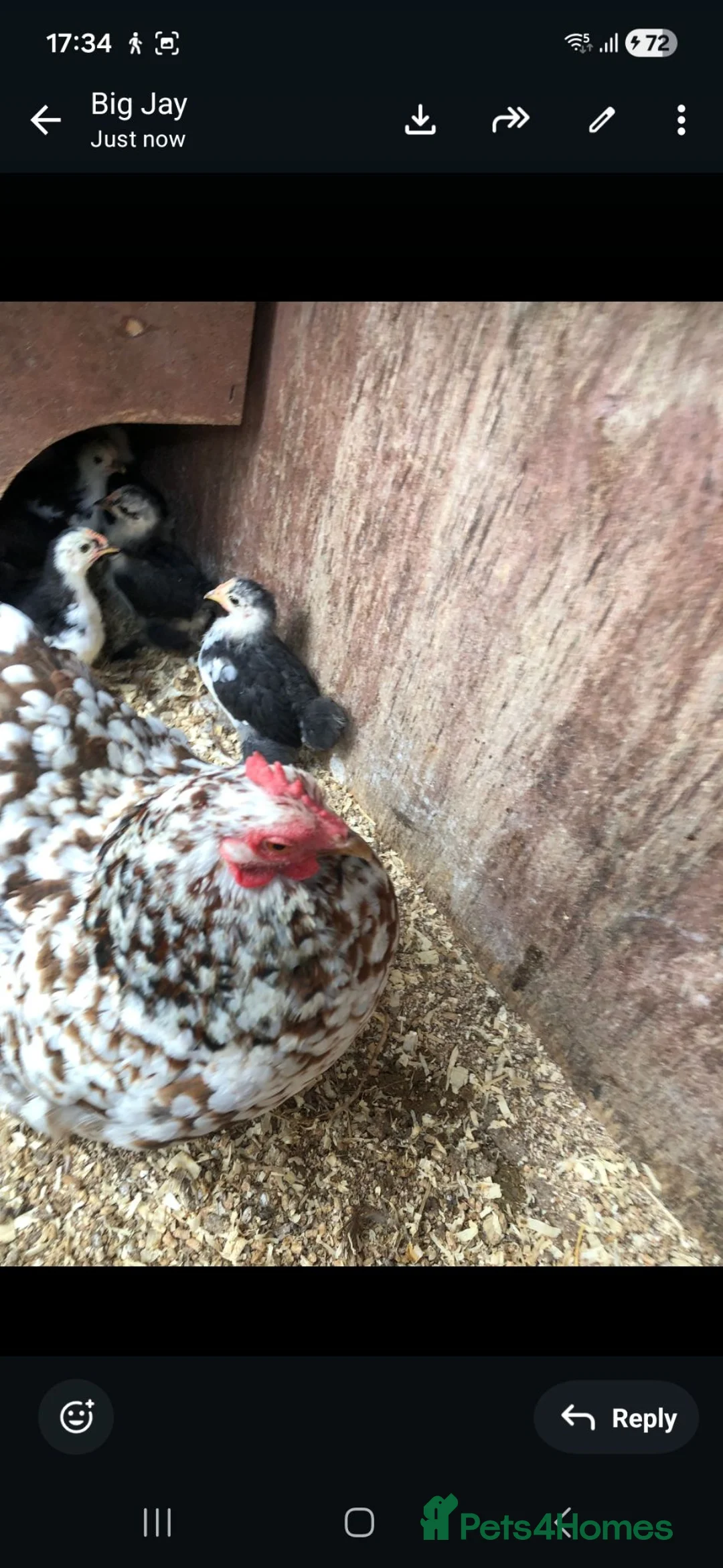 Chickens poultry for sale: Pekin chicks - Advert 4