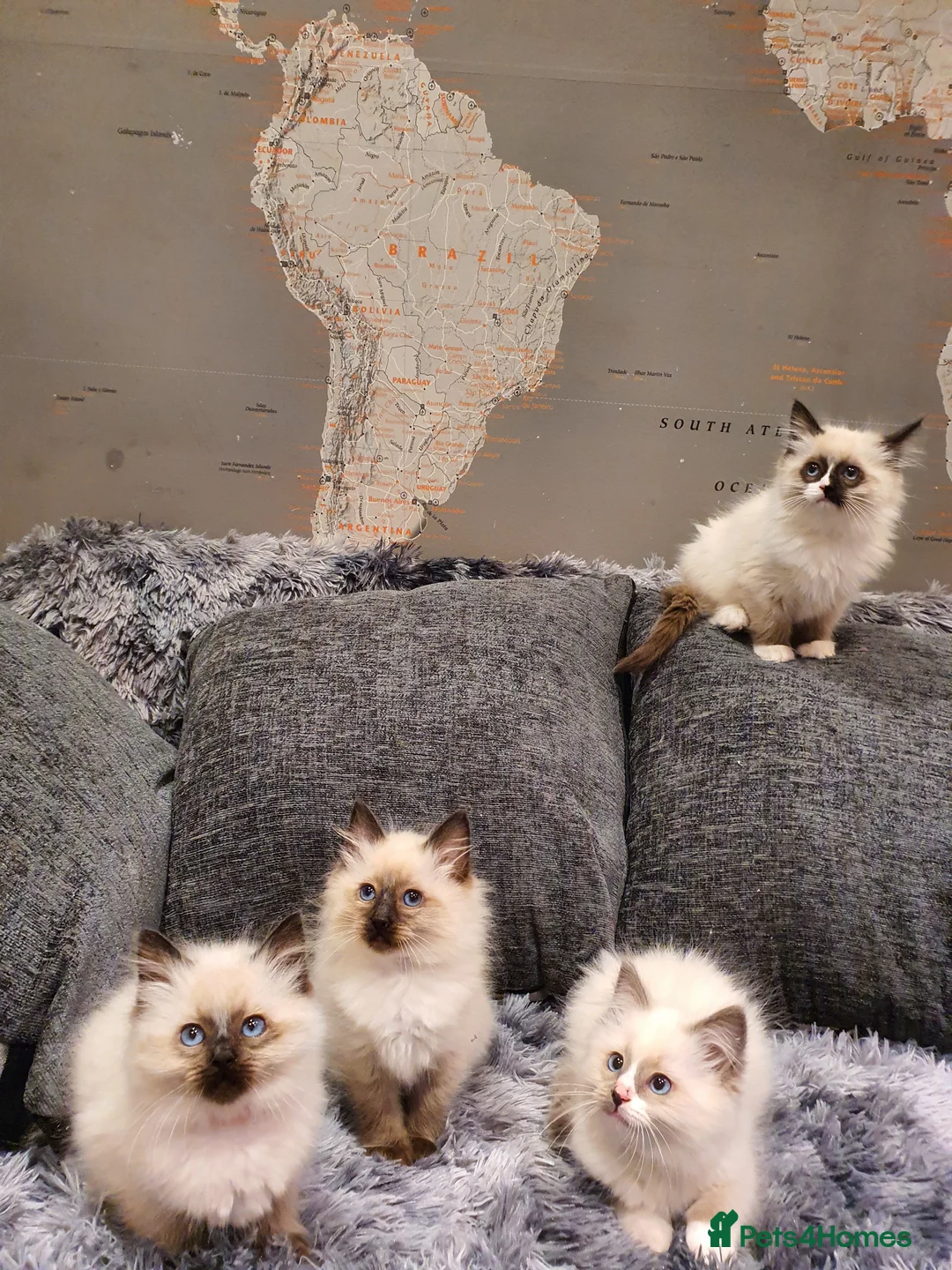 Ragdoll cats for sale: 💖Beautiful GCCF Registered Ragdoll Kittens💖 - Advert 2