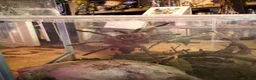 Tarantulas invertebrates for sale: Multiple tarantulas for sale  - Advert 6