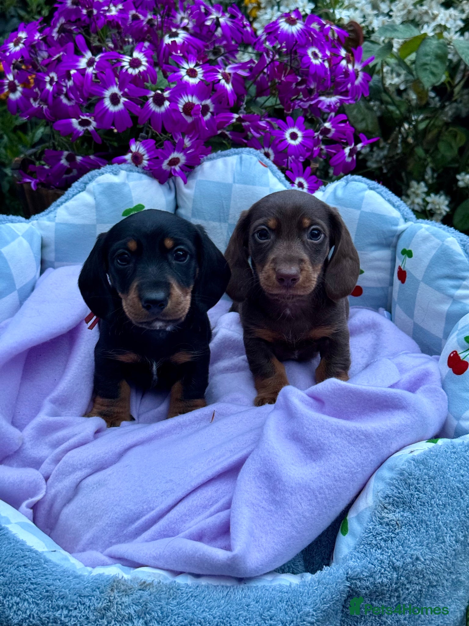 Miniature Dachshund dogs 5 left kc reg dna tested mini dachshund puppies  - Advert 12