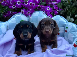 Miniature Dachshund dogs 5 left kc reg dna tested mini dachshund puppies - Advert 12
