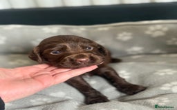 Cocker Spaniel dogs for sale: Cocker spaniel puppies  in Peterlee - Image 11