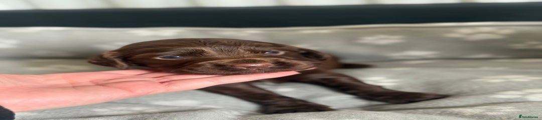 Cocker Spaniel light chocolate dog 