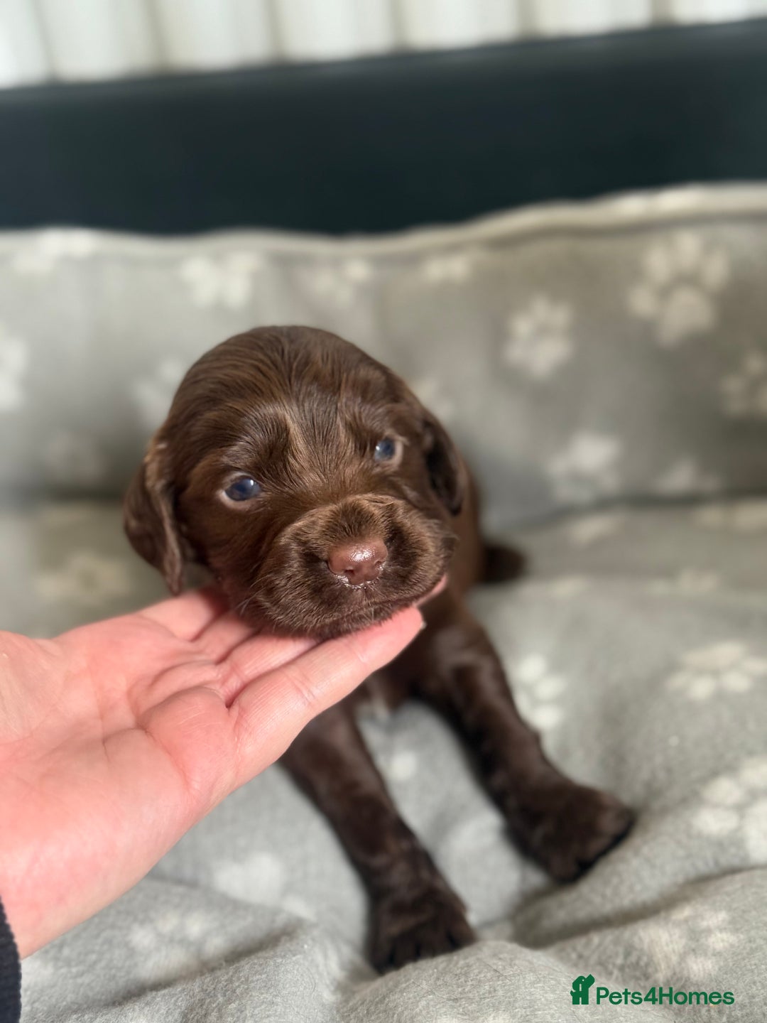 Cocker Spaniel dogs for sale: Cocker spaniel puppies  in Peterlee - Image 11