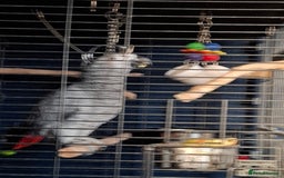 Parrots birds for sale: Female African gray parrot  - Image 2