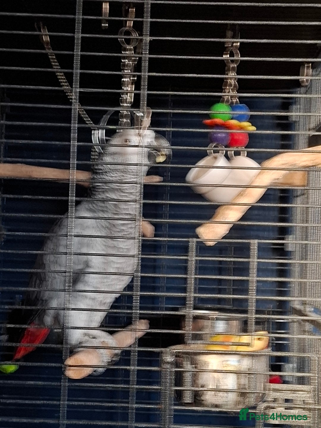Parrots birds for sale: Female African gray parrot  - Image 2