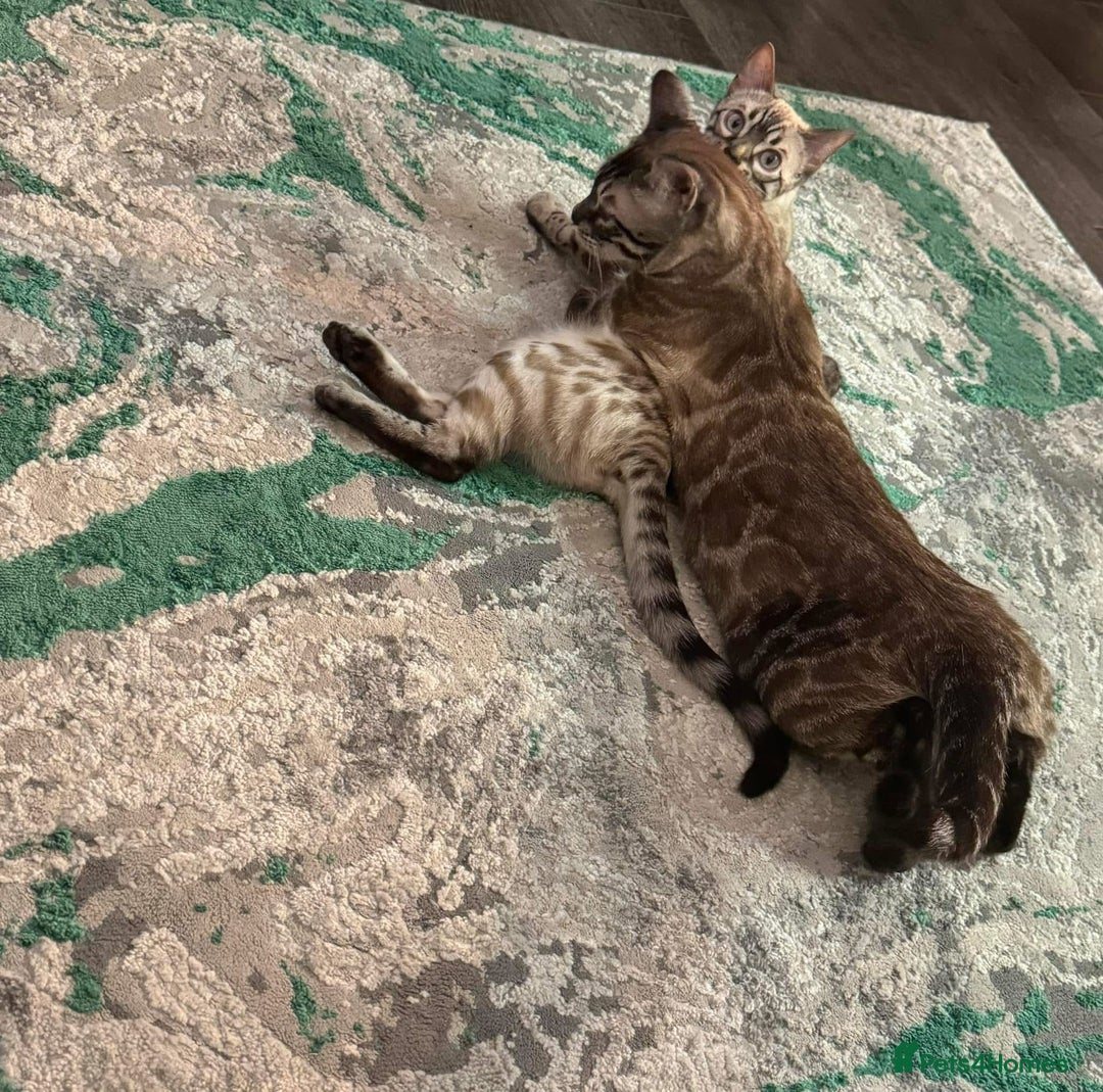 Bengal cats for sale: Bengal kittens for rehoming  - Image 12