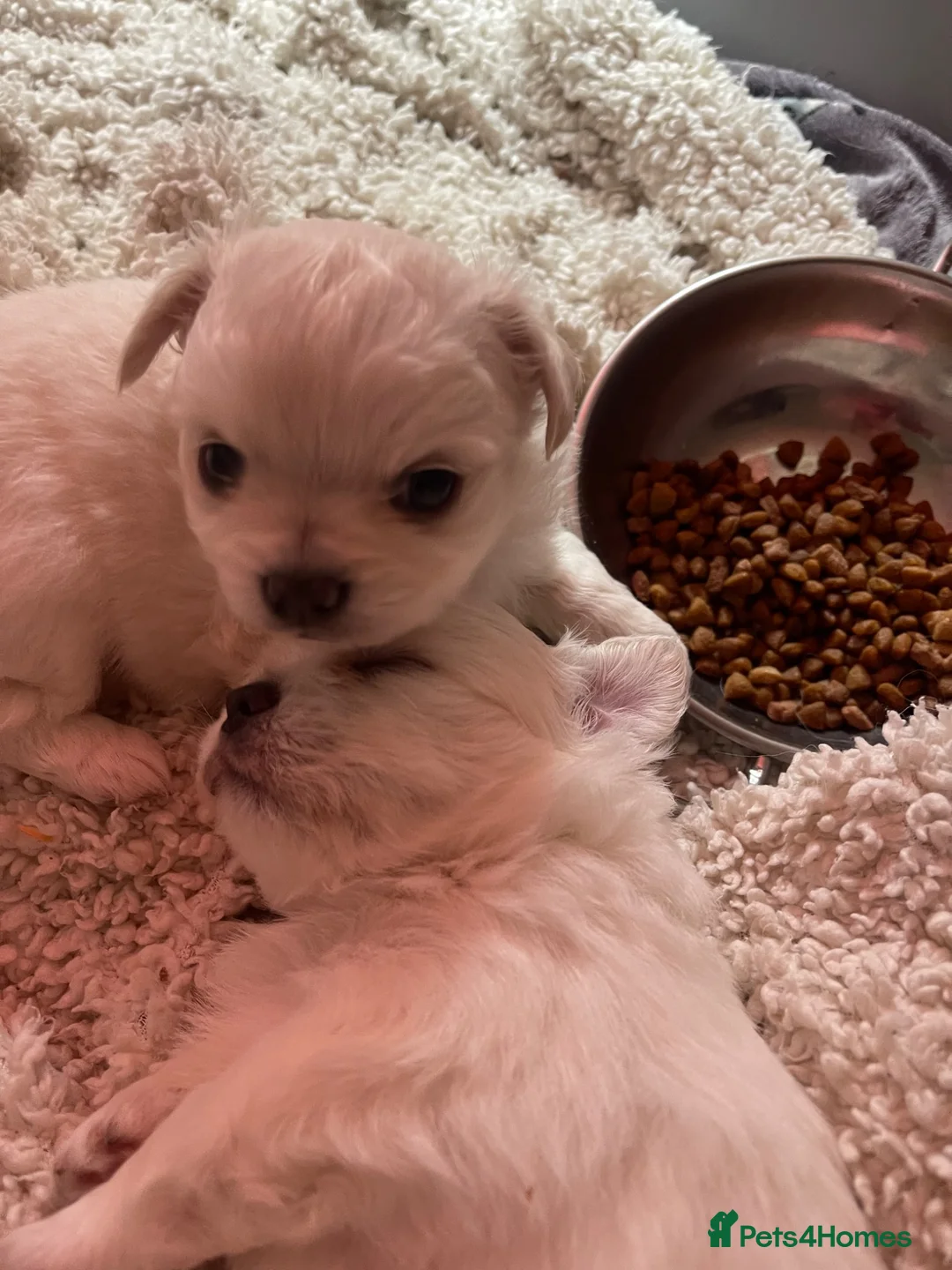 Chihuahua dogs for sale: 4 white long coat pups  - Advert 1