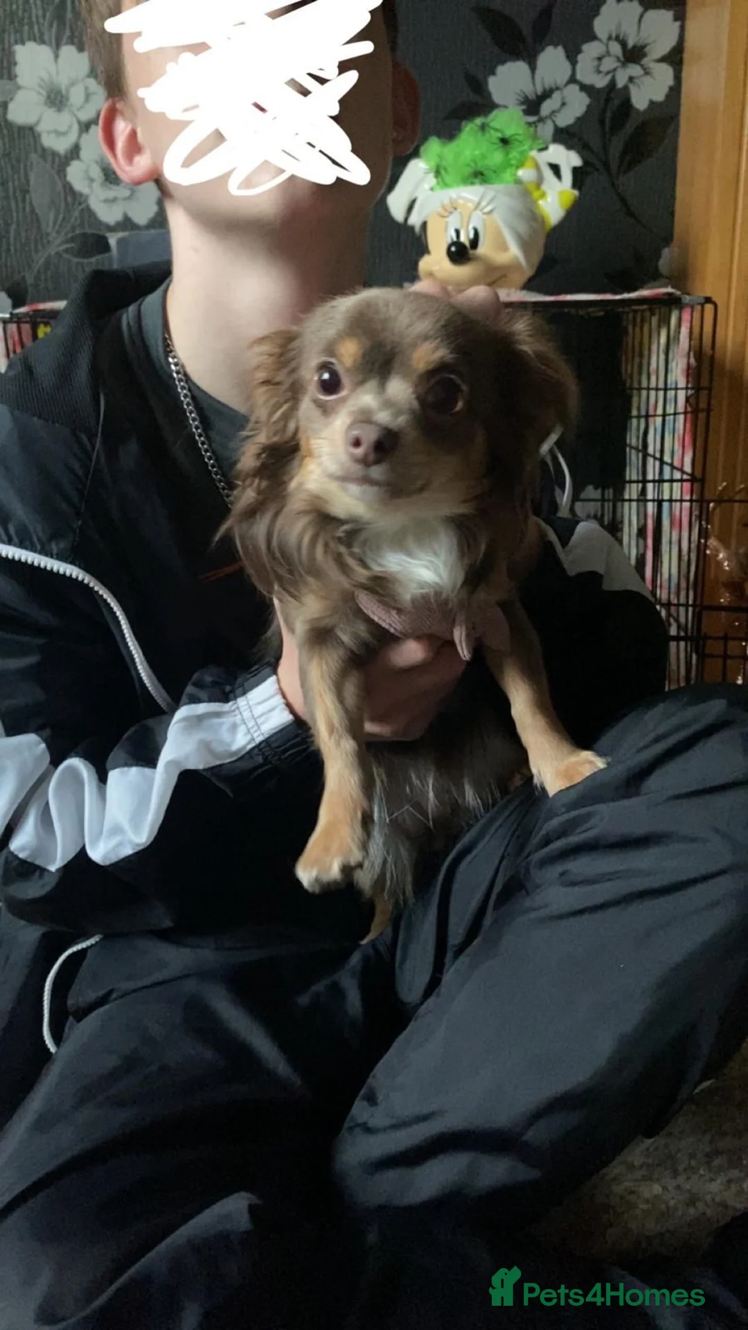 Chihuahua dogs for sale: Female Lilac Long Haired Chihuahua - Advert 2